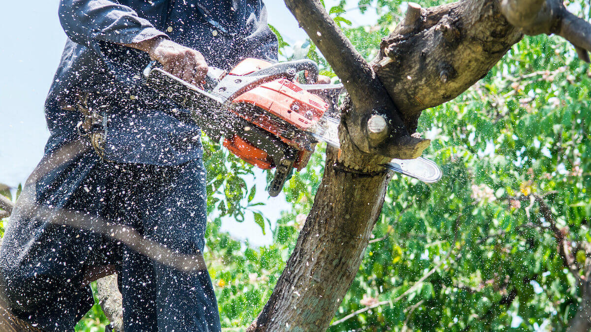 Tree service in Canberra