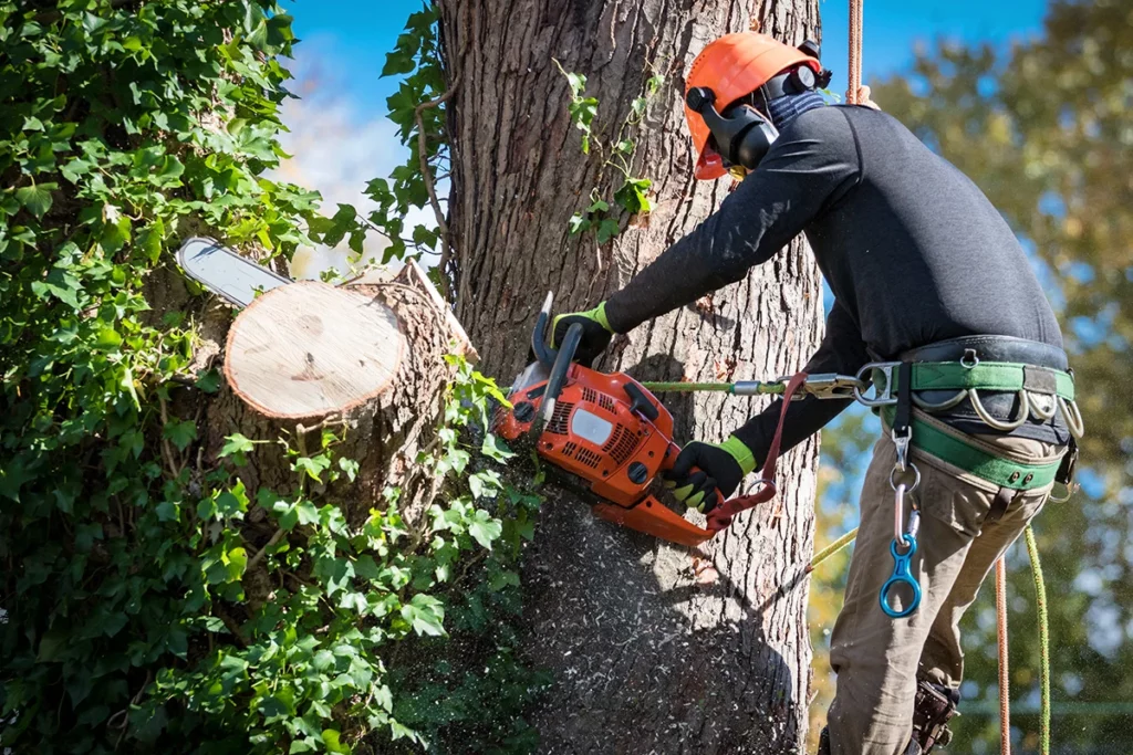 Tree Services Tuggeranong