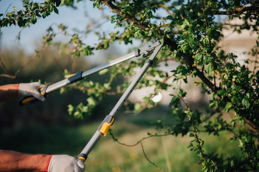 Tree Pruning Canberra