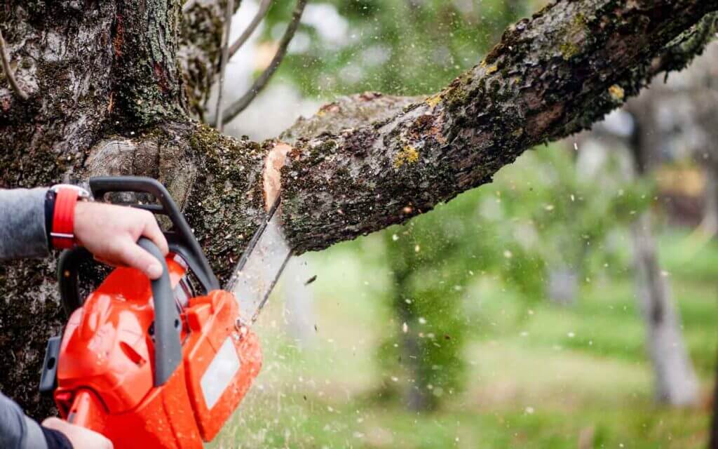 Tree Removal Canberra